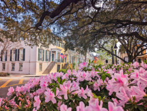 Azalais Blooming in Chatham Square Historic District Savannah Georgia 3
