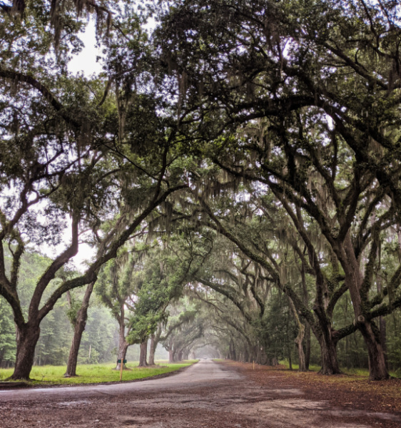 Epic Live Oak Tree Tunnel at Wormsloe Historic Site Coastal Georgia Savannah 5