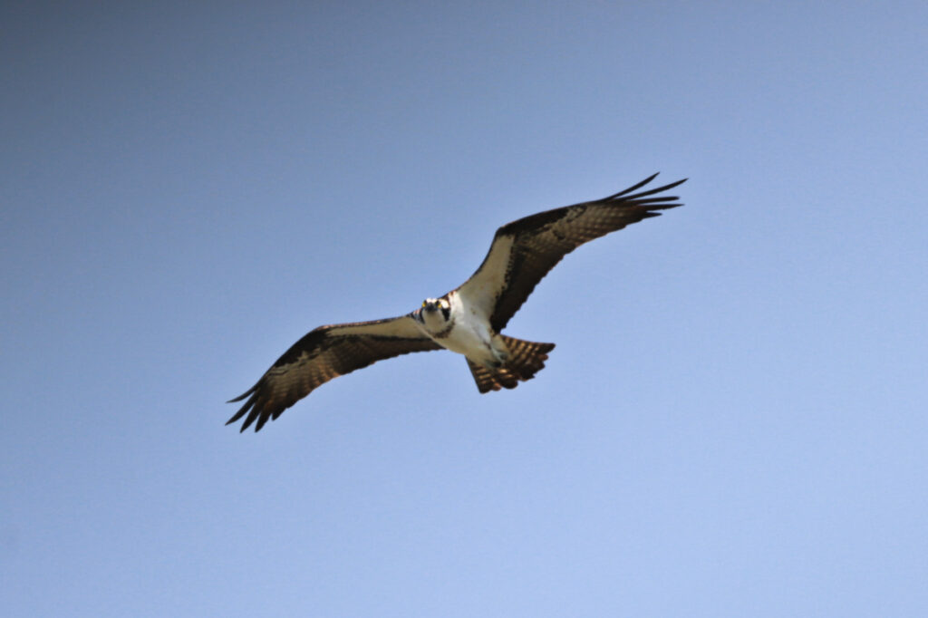 Osprey flying at Old Fort Jackson Historic Site Savannah Georgia 1