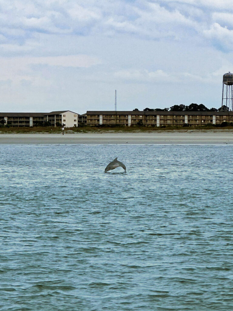 Dolphin Jumping off Tybee Island Savannah Georgia 1