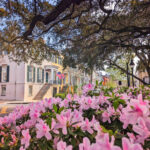 Azaleas Blooming in Chatham Square Historic District Savannah Georgia 3