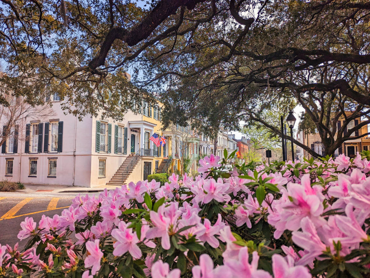 Azaleas Blooming in Chatham Square Historic District Savannah Georgia 3